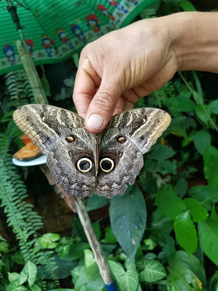 Explorando Los Secretos De La Biodiversidad En Tarapoto Mariposas