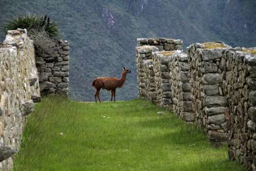 Fauna en Machu Picchu