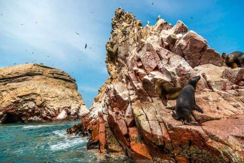 Focas en su habitad en las islas ballestas 