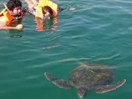 Nado con tortugas en el ñuro, Órganos.