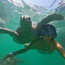 Nado con tortugas en el ñuro, Órganos.