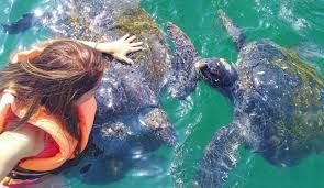 Nado con tortugas en el ñuro, Órganos.