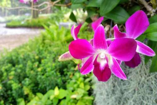 Orquideario