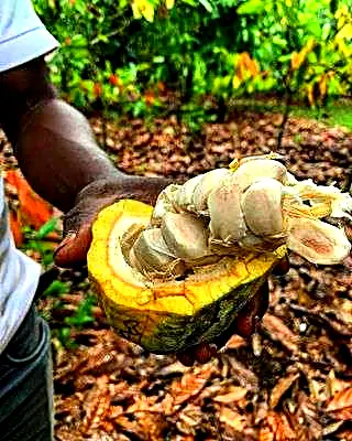 La Ruta del Cacao en Chazuta